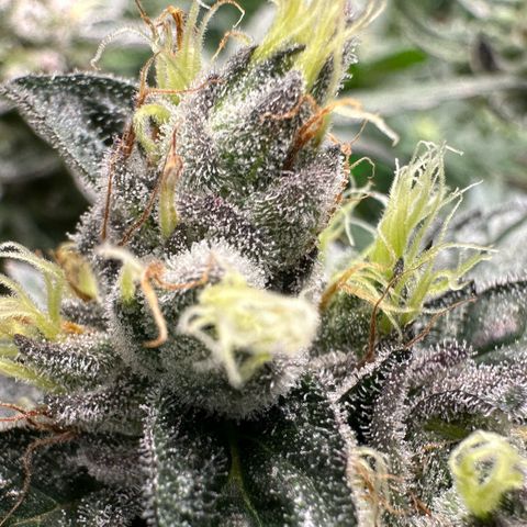 CxLAZ #03 C #1 58.58g growlog timeline photo