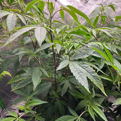 MiscxLAZ #26 C #2 growlog timeline photo