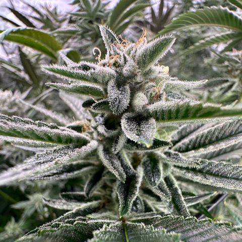 MiscxLAZ #26 C #1 47.15g growlog timeline photo
