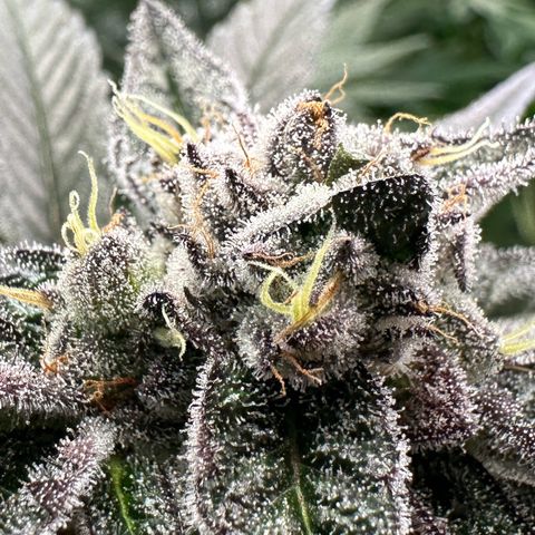 MiscxLAZ #22 C 42.33g growlog timeline photo