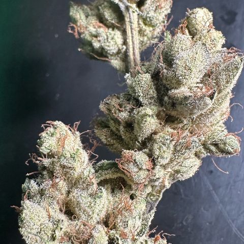 Misc x (LA Kush x Zkittles) #23 28.19g growlog timeline photo