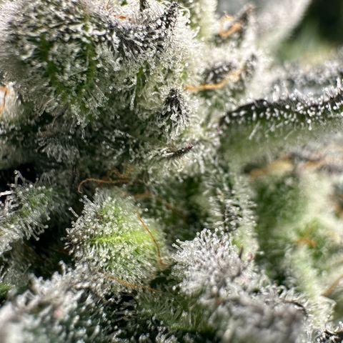 MiscxLAZ #29 C growlog timeline photo