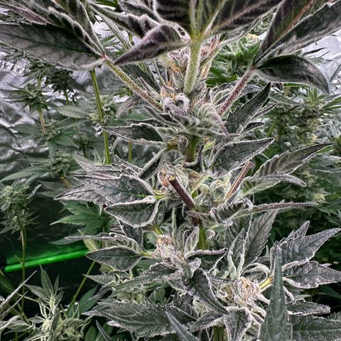 MiscxLAZ #37 C growlog timeline photo