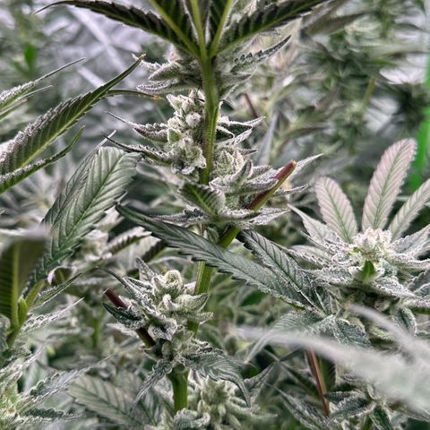 MiscxLAZ #29 C growlog timeline photo