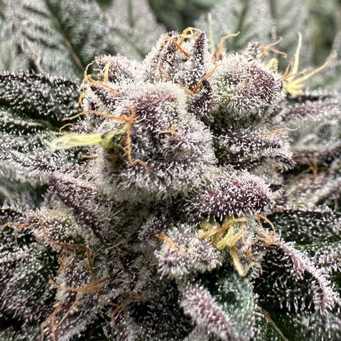 MiscxLAZ #22 C 42.33g growlog timeline photo