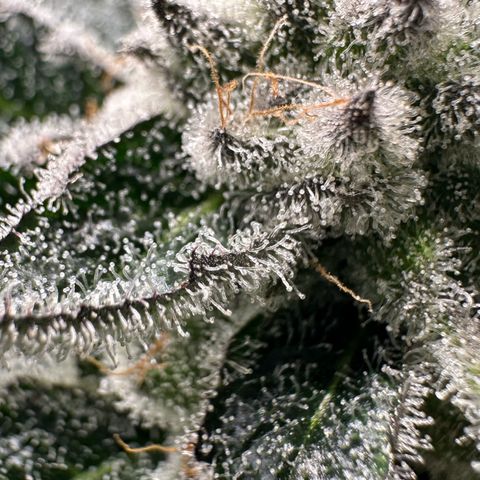 MiscxLAZ #29 C growlog timeline photo
