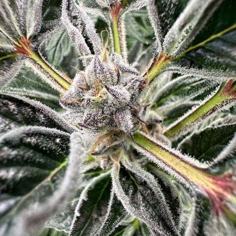 MiscxLAZ #37 C growlog timeline photo