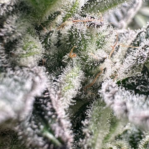 MiscxLAZ #29 C growlog timeline photo