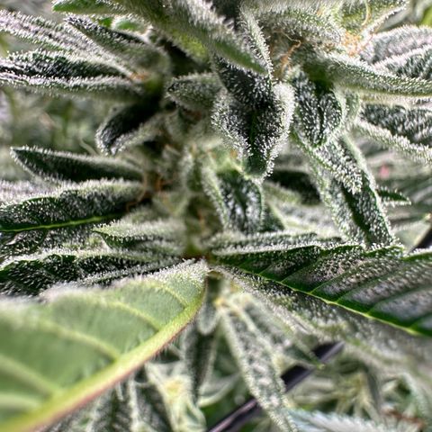 MiscxLAZ #26 C #1 47.15g growlog timeline photo