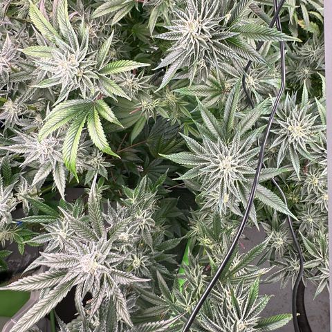 MiscxLAZ #26 C #1 47.15g growlog timeline photo