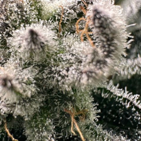 MiscxLAZ #29 C growlog timeline photo
