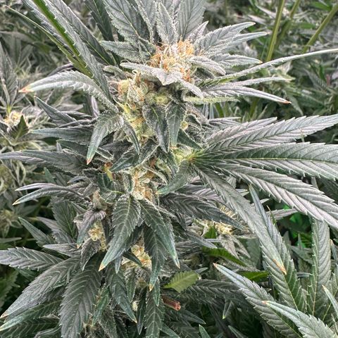 Fuel D.OG #2 Female 49.44g M growlog timeline photo