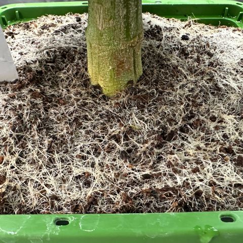 MiscxLAZ #26 C #2 growlog timeline photo