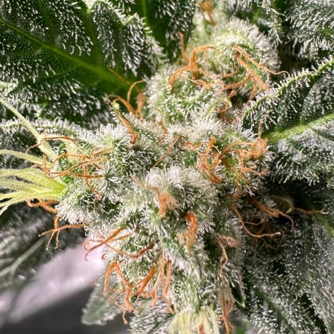 Fuel D.OG #1 Female 47.36g growlog timeline photo