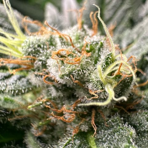 Fuel D.OG #1 Female 47.36g growlog timeline photo