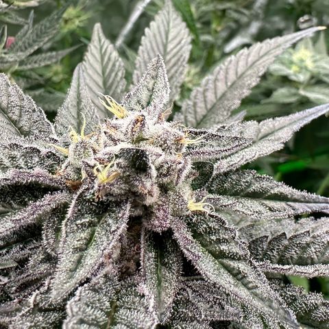 MiscxLAZ #22 C 42.33g growlog timeline photo