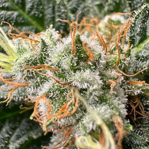 Fuel D.OG #1 Female 47.36g growlog timeline photo