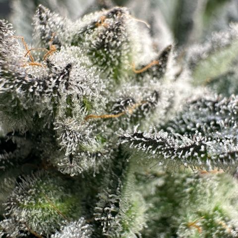 MiscxLAZ #29 C growlog timeline photo