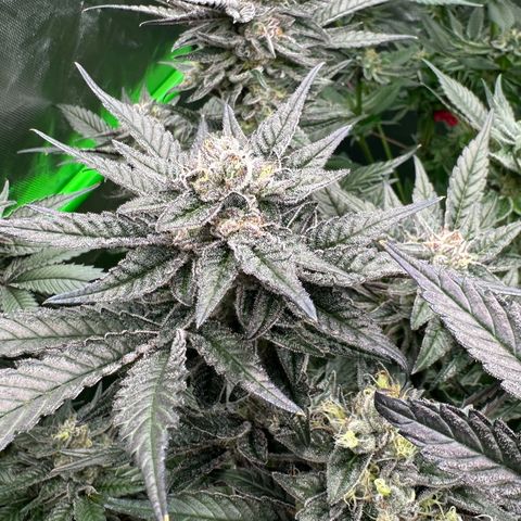 MiscxLAZ #22 C 42.33g growlog timeline photo