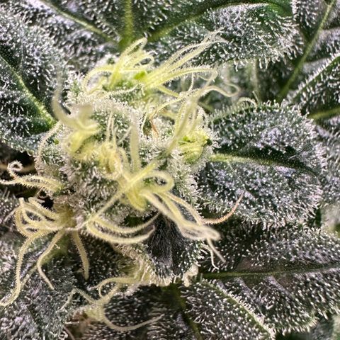 MiscxLAZ #08 C #1 growlog timeline photo