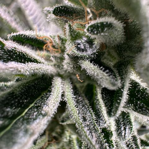 MiscxLAZ #26 C #1 47.15g growlog timeline photo