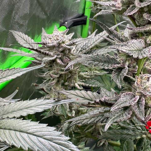 MiscxLAZ #22 C 42.33g growlog timeline photo