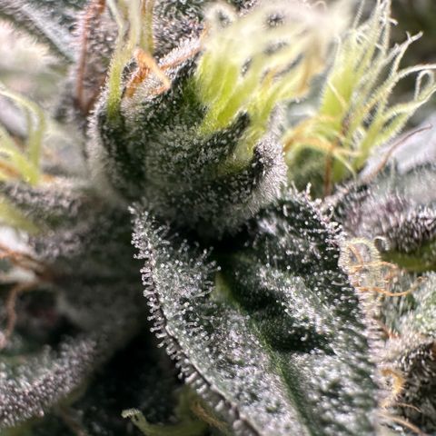 CxLAZ #03 C #1 58.58g growlog timeline photo