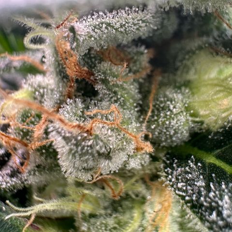 Fuel D.OG #2 Female 49.44g M growlog timeline photo