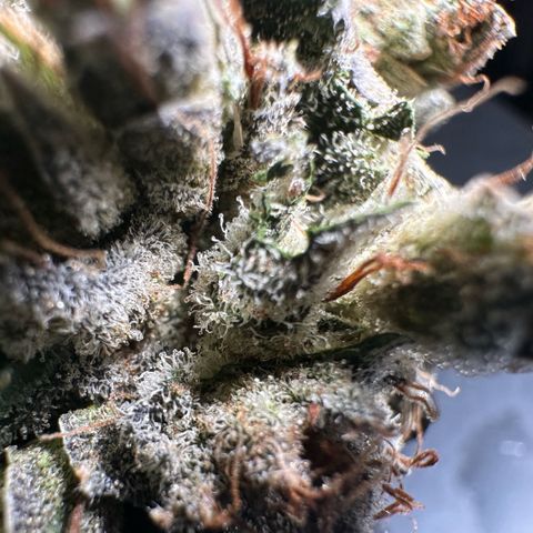 Misc x (LA Kush x Zkittles) #23 28.19g growlog timeline photo