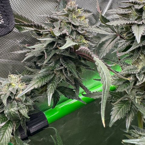 CxLAZ #03 C #1 58.58g growlog timeline photo