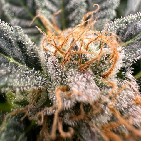 Fuel D.OG #2 Female 49.44g M growlog timeline photo