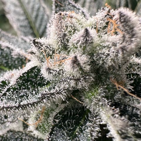 MiscxLAZ #29 C growlog timeline photo