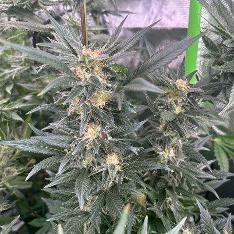 Fuel D.OG #2 Female 49.44g M growlog timeline photo
