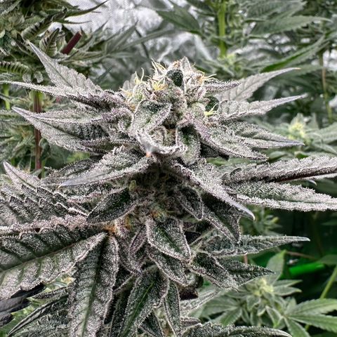 MiscxLAZ #22 C 42.33g growlog timeline photo