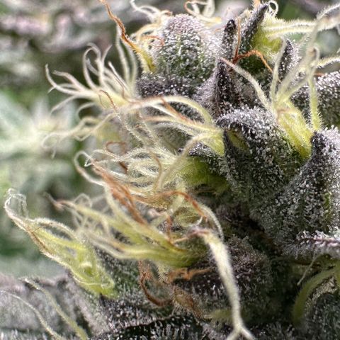 CxLAZ #03 C #1 58.58g growlog timeline photo