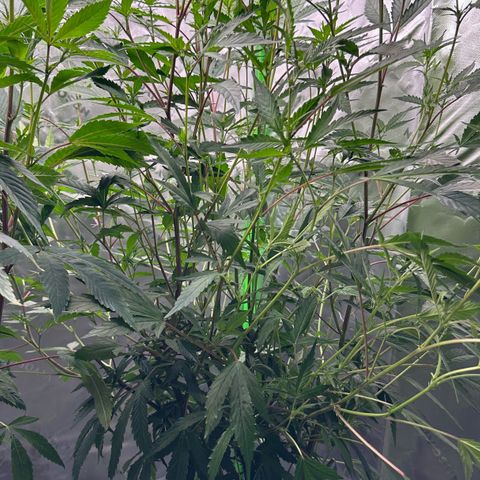 CxLAZ #15 C #1 growlog timeline photo