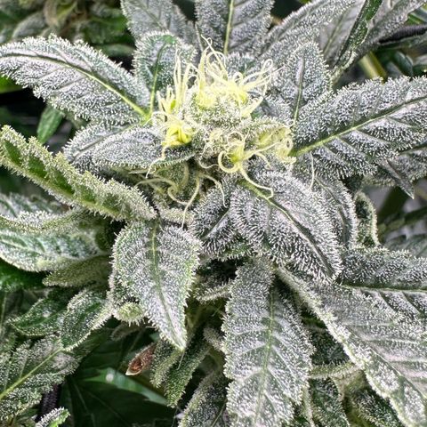 MiscxLAZ #08 C #1 growlog timeline photo
