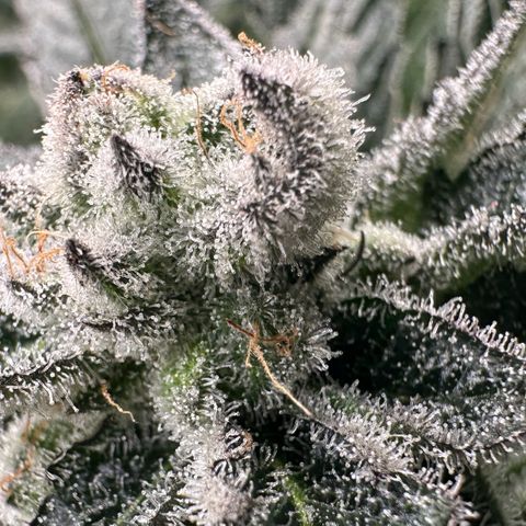 MiscxLAZ #29 C growlog timeline photo