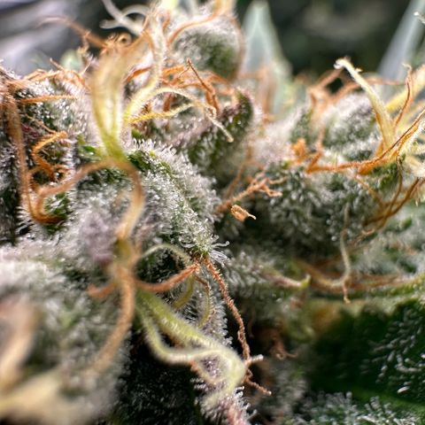 Fuel D.OG #1 Female 47.36g growlog timeline photo