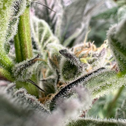 MiscxLAZ #37 C growlog timeline photo