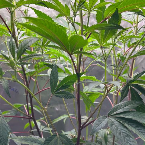 MiscxLAZ #26 C #2 growlog timeline photo
