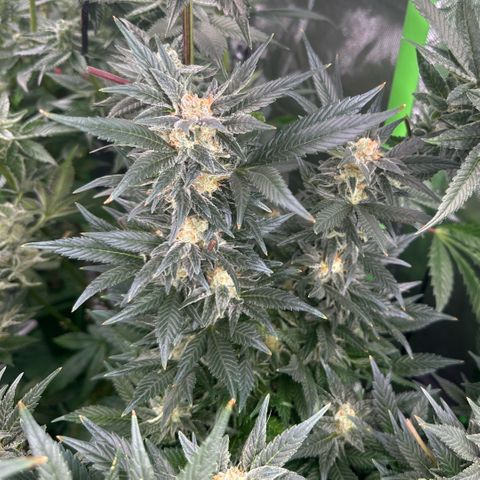 Fuel D.OG #2 Female 49.44g M growlog timeline photo