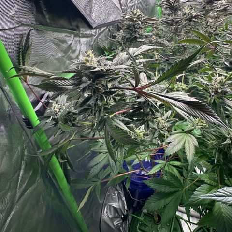 CxLAZ #03 C #1 58.58g growlog timeline photo