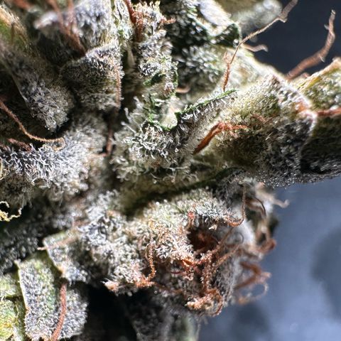 Misc x (LA Kush x Zkittles) #23 28.19g growlog timeline photo