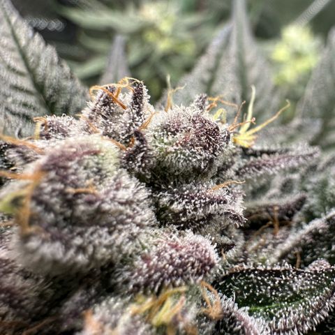 MiscxLAZ #22 C 42.33g growlog timeline photo
