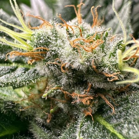 Fuel D.OG #1 Female 47.36g growlog timeline photo