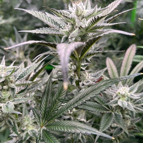 MiscxLAZ #29 C growlog timeline photo