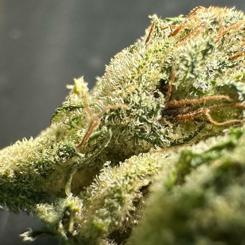 Misc x (LA Kush x Zkittles) #23 28.19g growlog timeline photo
