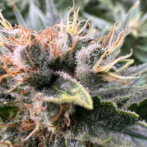Fuel D.OG #1 Female 47.36g growlog timeline photo