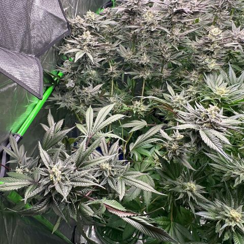 CxLAZ #03 C #1 58.58g growlog timeline photo